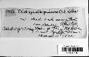 Diatrype albopruinosa image