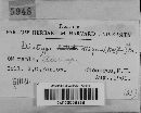 Diatrype stigma image