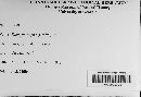 Diatrype stigma image