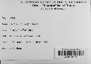 Diatrype stigma image