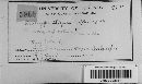 Diatrype stigma image