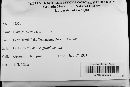 Diatrype stigma image