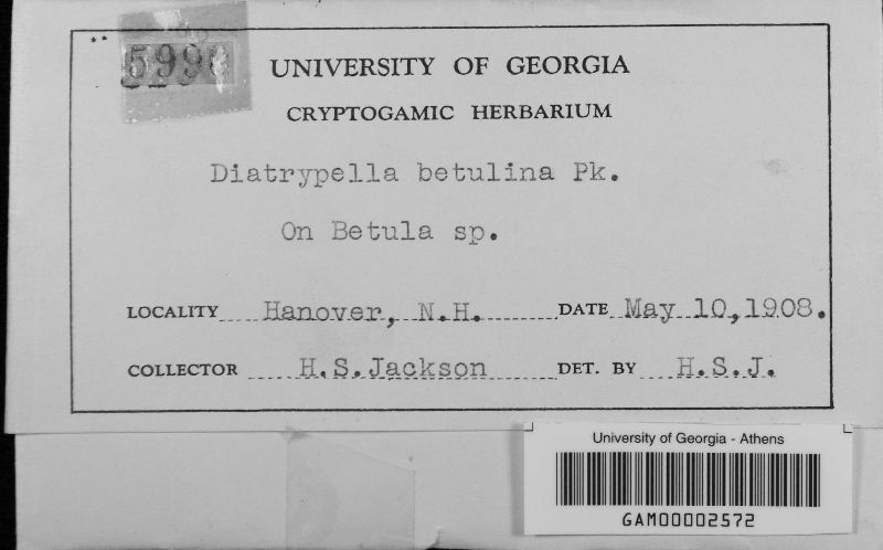 Diatrypella betulina image