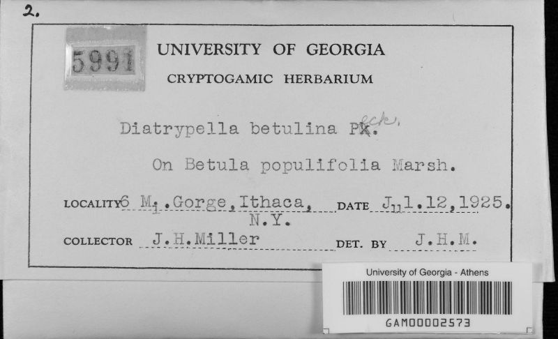 Diatrypella image