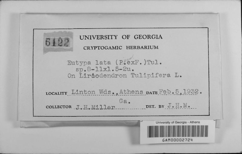 Eutypa lata image