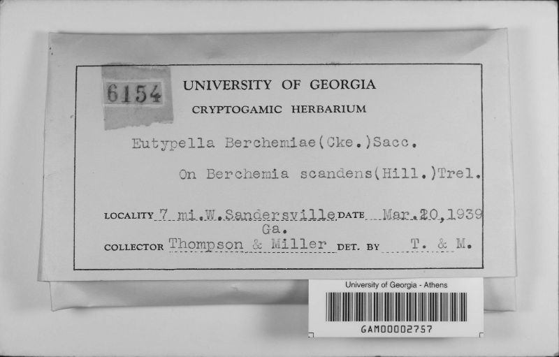 Eutypella berchemiae image