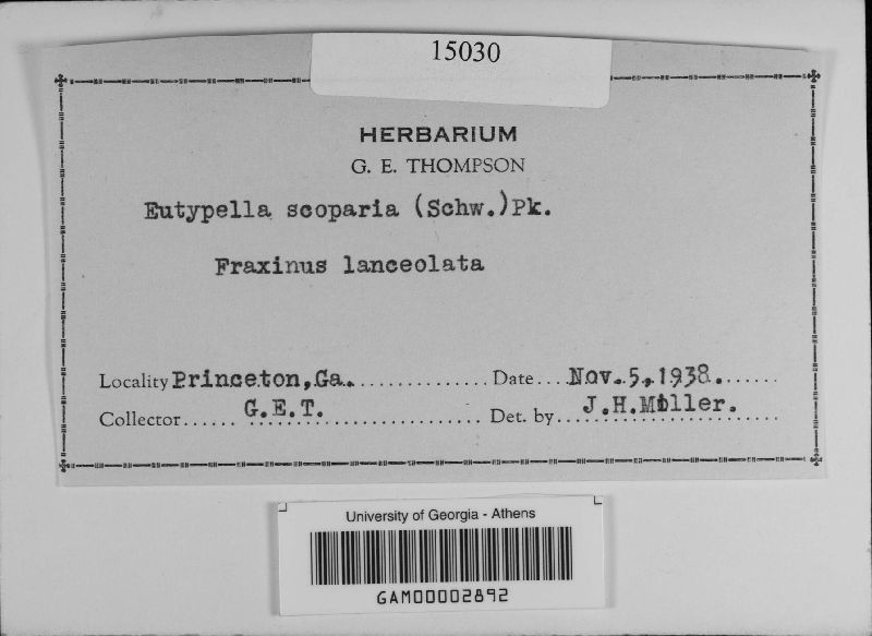 Peroneutypa scoparia image