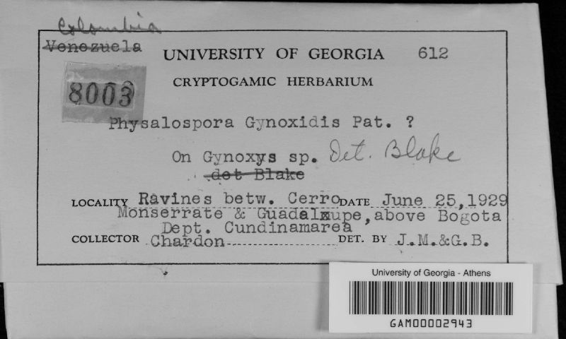 Physalospora gynoxidis image