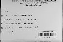 Botryosphaeria obtusa image