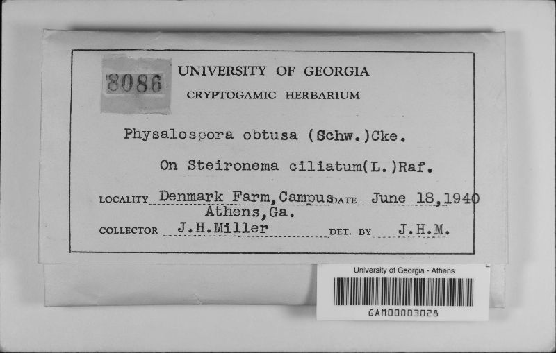 Botryosphaeria obtusa image