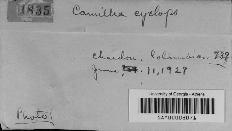 Camillea cyclops image