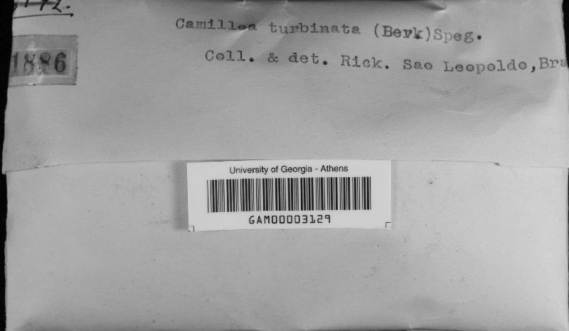 Camillea image