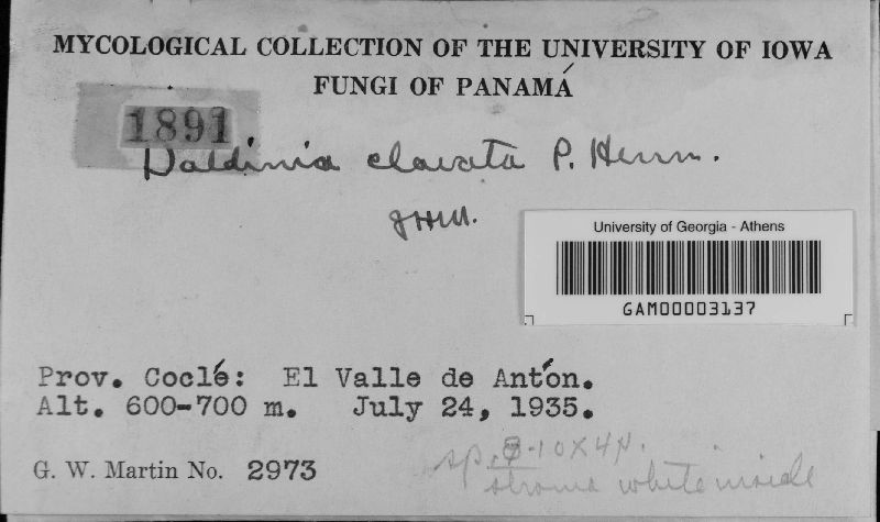 Daldinia clavata image