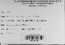 Daldinia concentrica image