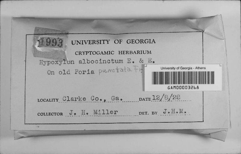 Hypoxylon albocinctum image