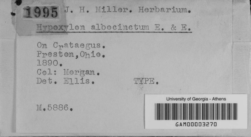 Hypoxylon albocinctum image