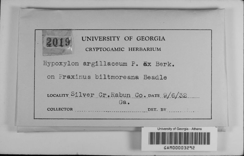 Hypoxylon fraxinophilum image