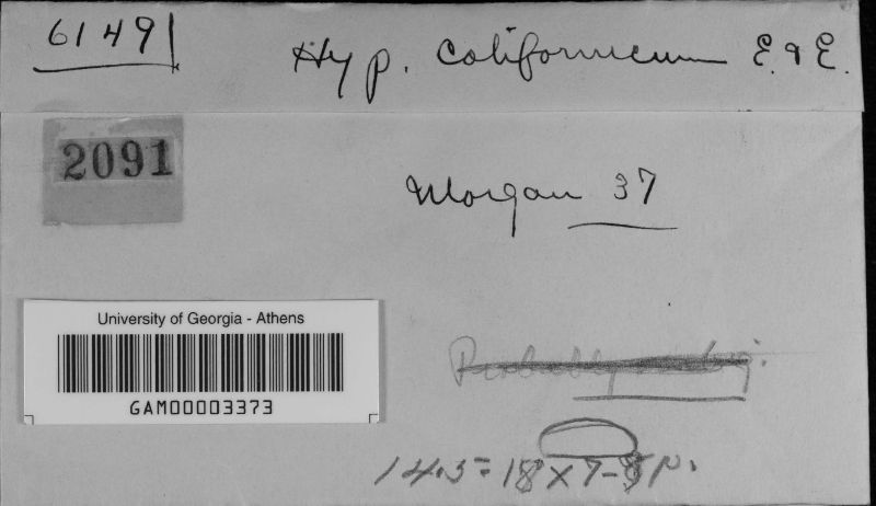 Hypoxylon californicum image