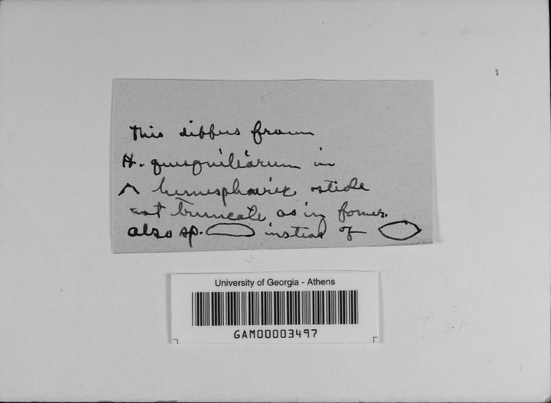 Hypoxylon conostomum image