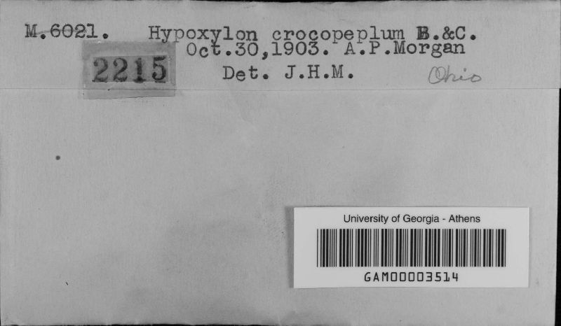 Hypoxylon crocopeplum image