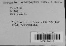 Hypoxylon crocopeplum image