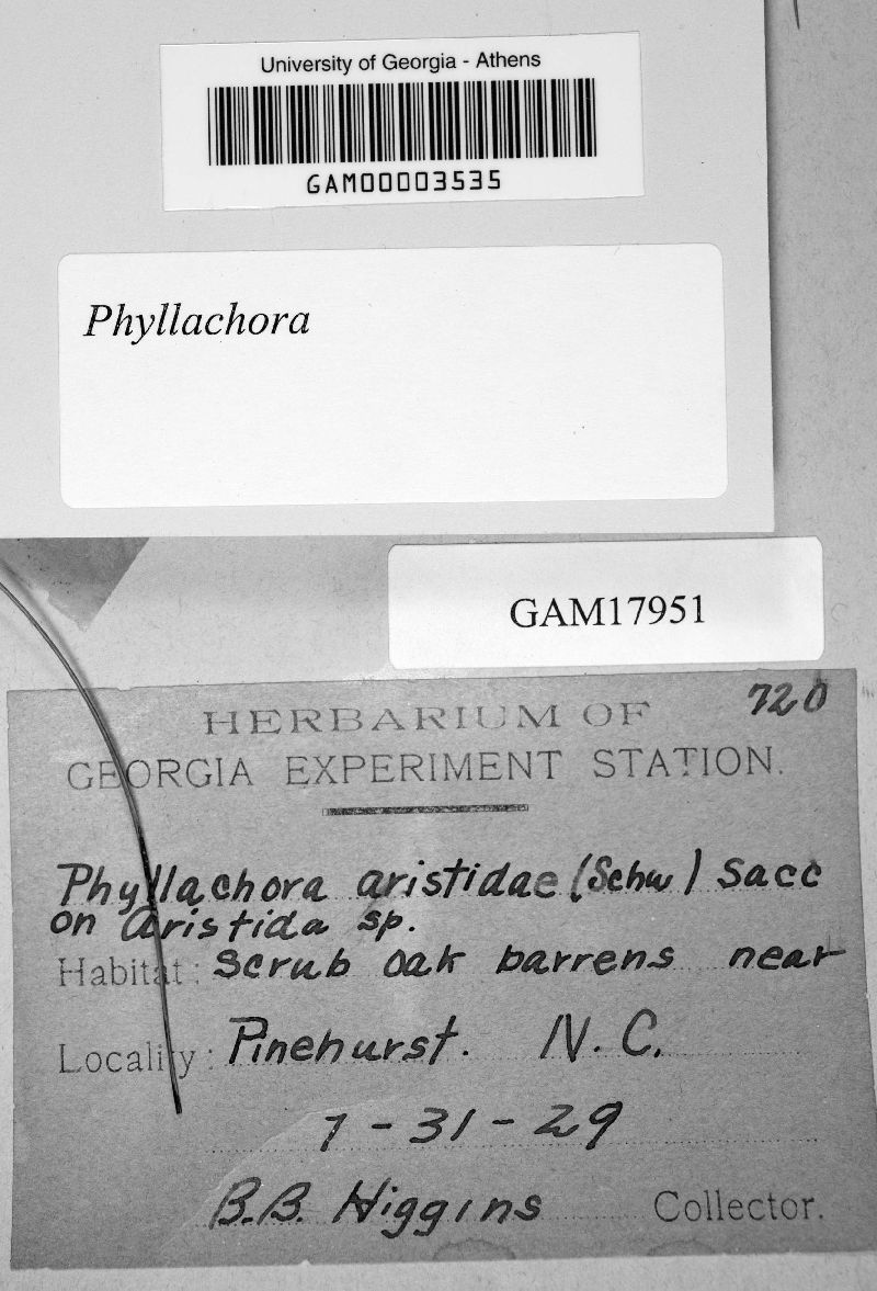 Phyllachora aristidae image