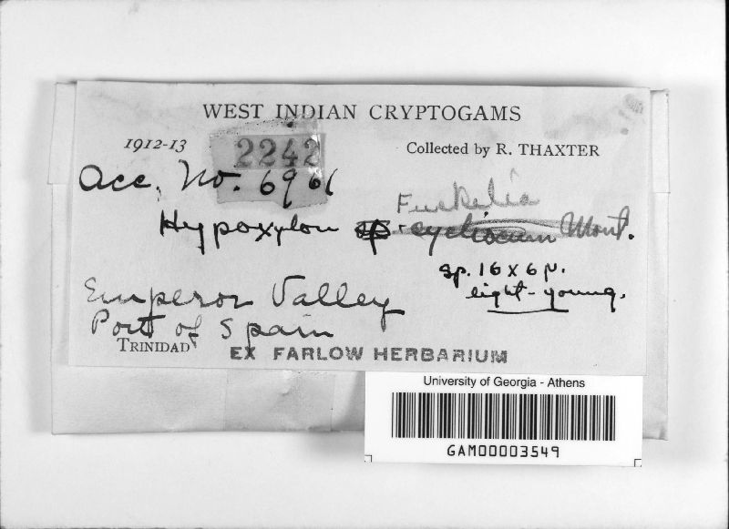 Hypoxylon cycliscum image