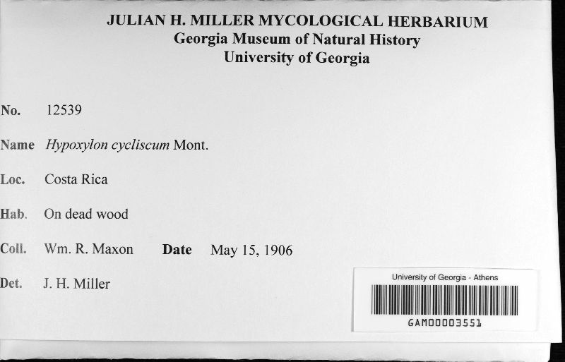 Hypoxylon cycliscum image