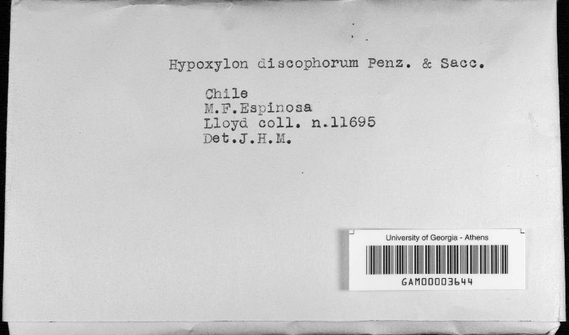 Annulohypoxylon discophorum image