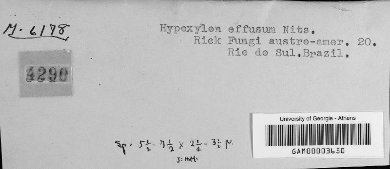 Hypoxylon effusum image