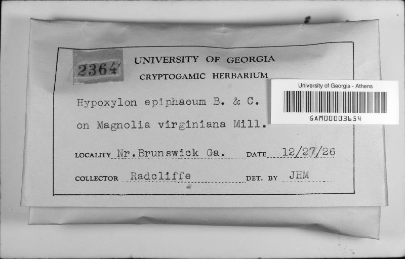 Hypoxylon epiphaeum image