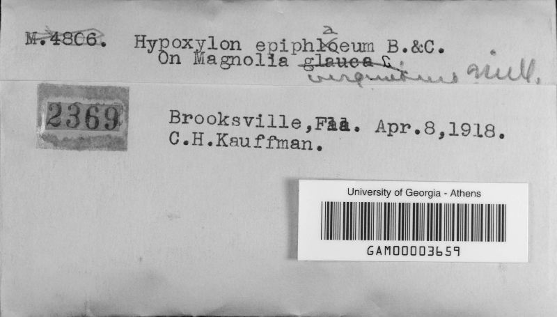Hypoxylon epiphaeum image
