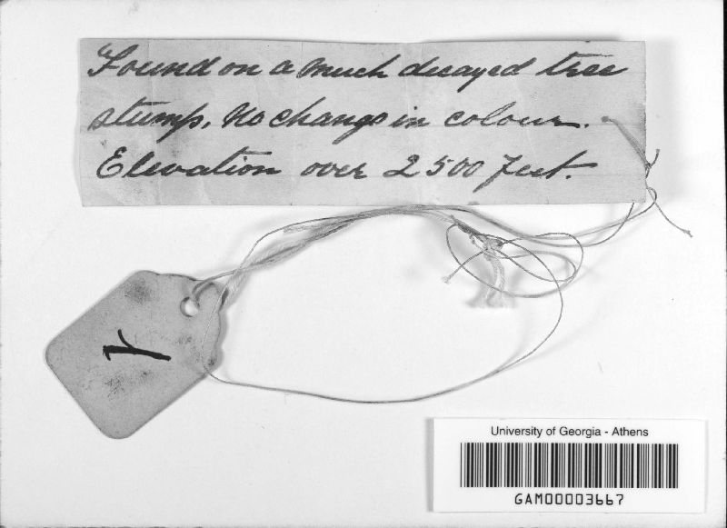 Hypoxylon exsurgens image