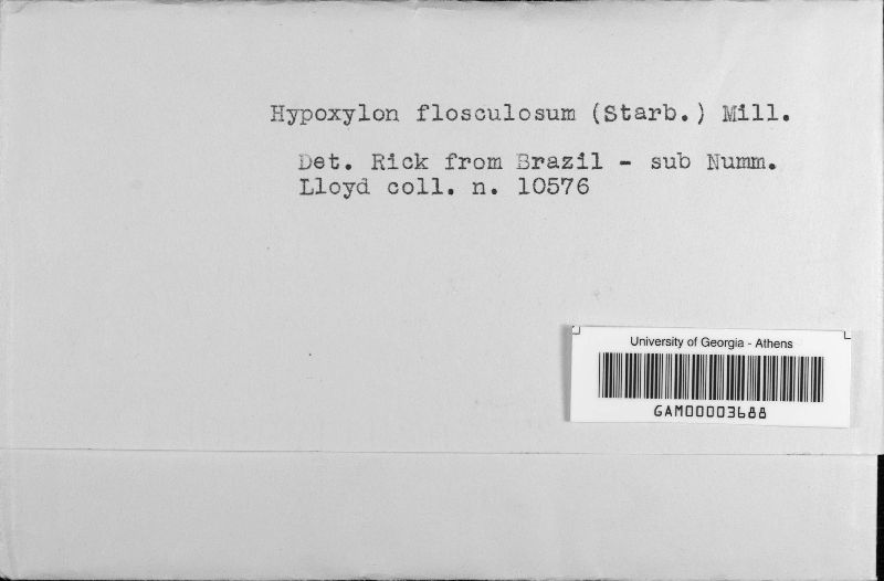 Hypoxylon flosculosum image