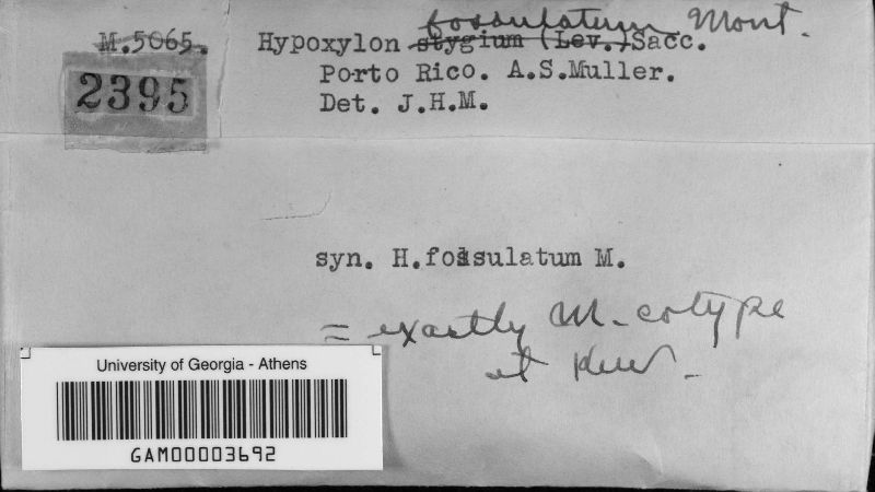 Hypoxylon fossulatum image