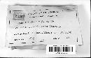 Hypoxylon fuscum image