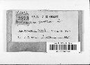 Hypoxylon fuscum image