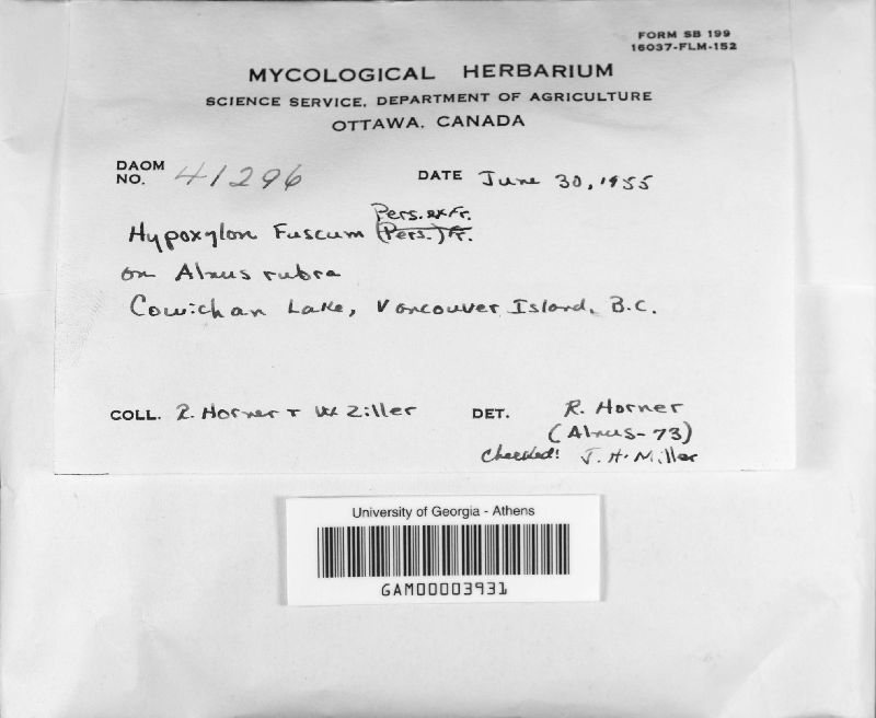 Hypoxylon fuscum image
