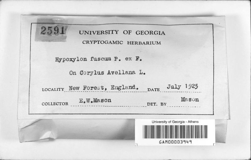 Hypoxylon fuscum image
