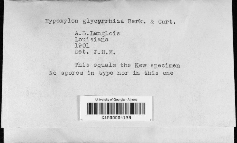 Hypoxylon glycyrrhiza image
