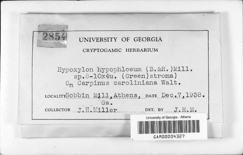 Jumillera hypophlaea image