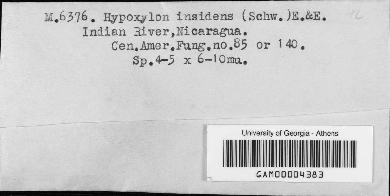 Hypoxylon insidens image