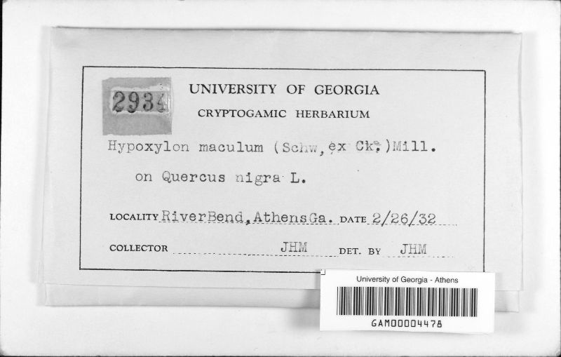 Biscogniauxia schweinitzii image