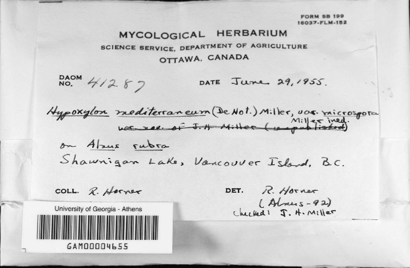 Hypoxylon mediterraneum var. microsporum image