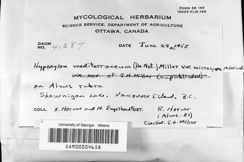 Hypoxylon mediterraneum var. microsporum image
