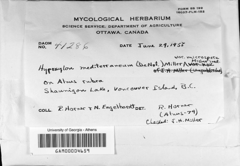 Hypoxylon mediterraneum var. microsporum image