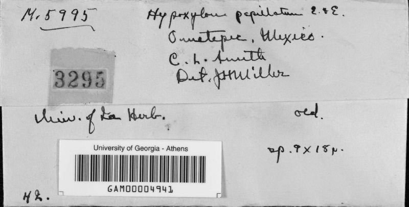 Hypoxylon papillatum image