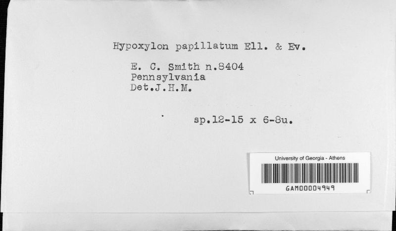 Hypoxylon papillatum image