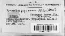 Hypoxylon papyraceum image