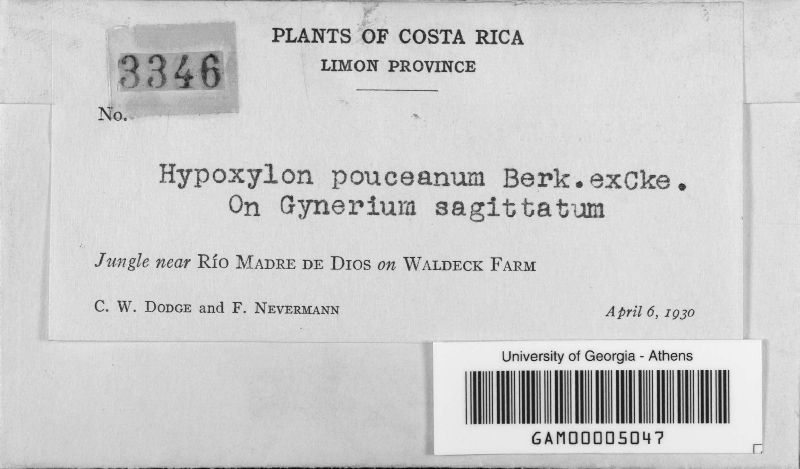 Annulohypoxylon pouceanum image